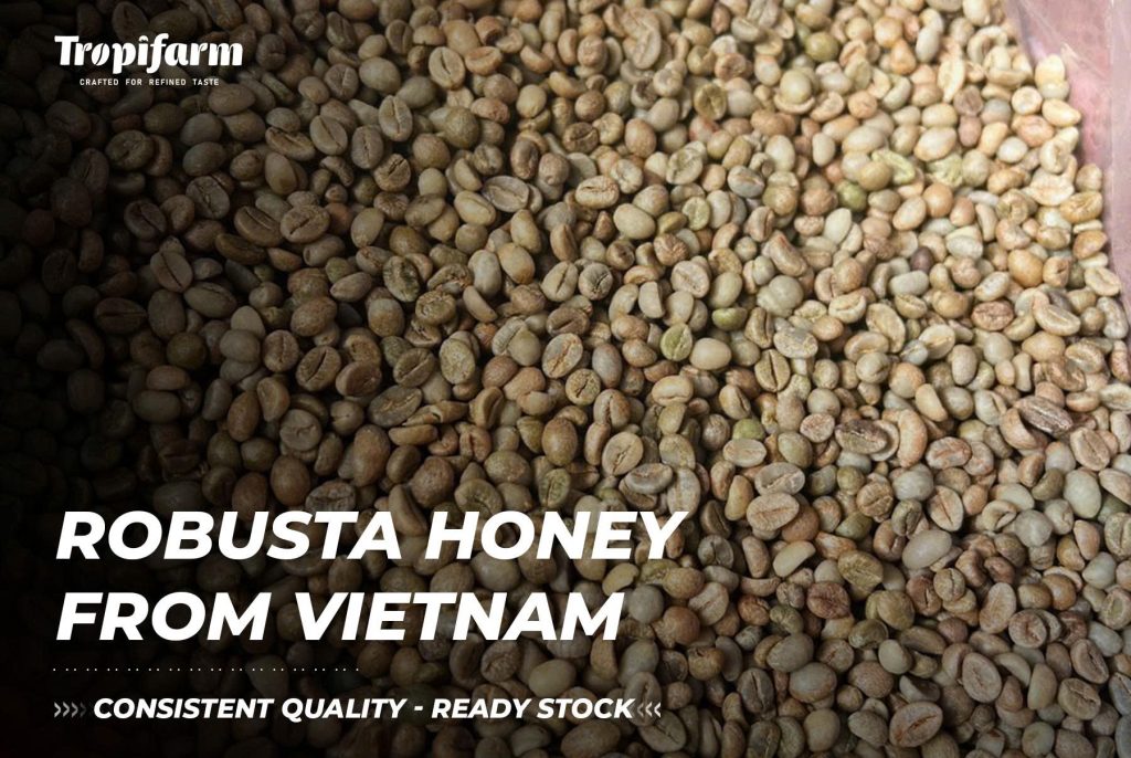 honey robusta coffee ready stock vietnam