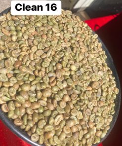 Clean Robusta Grade 1 – Screen 16