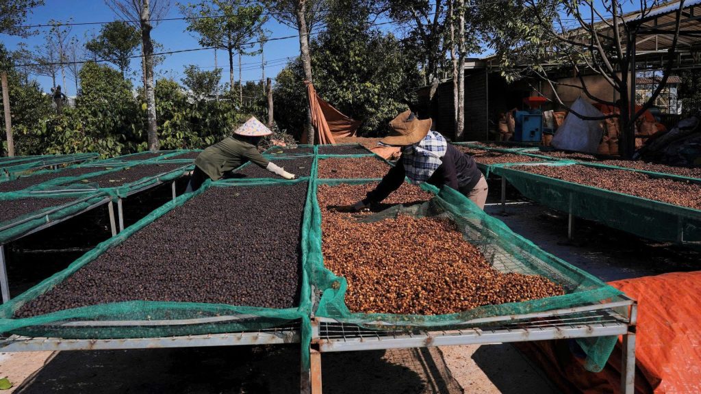 Honey processed Fine Robusta coffee by Tropifarm Vietnam