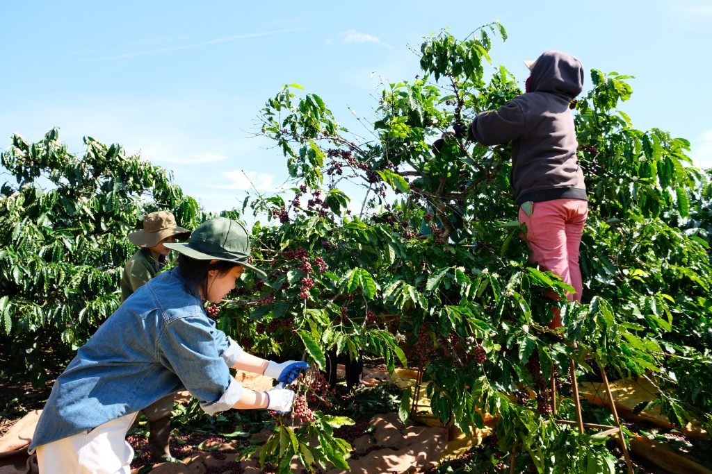 Selective harvesting of Vietnam Robusta coffee at Tropifarm Vietnam