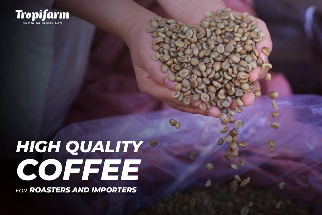 green robusta coffee beans vietnam export quality