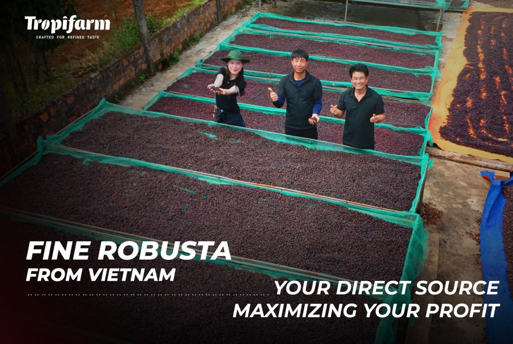 Beans fine robusta coffee supplier vietnam coffee beans