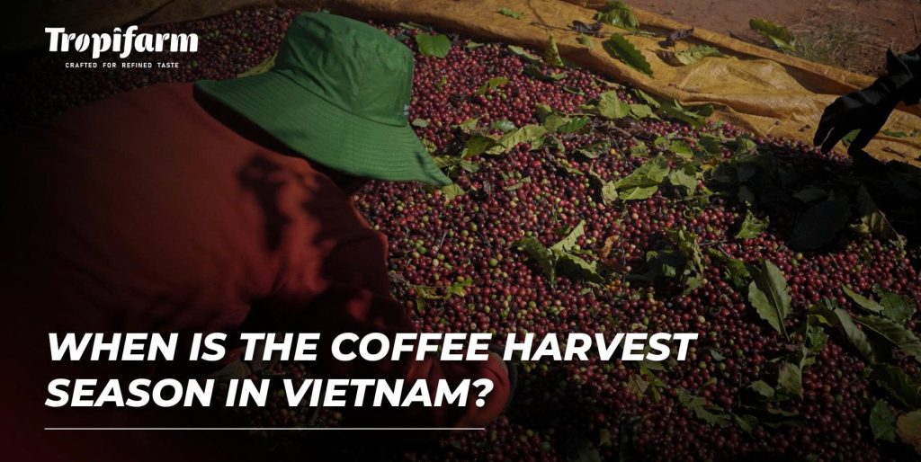 When is the Coffee Harvest Season in Vietnam?