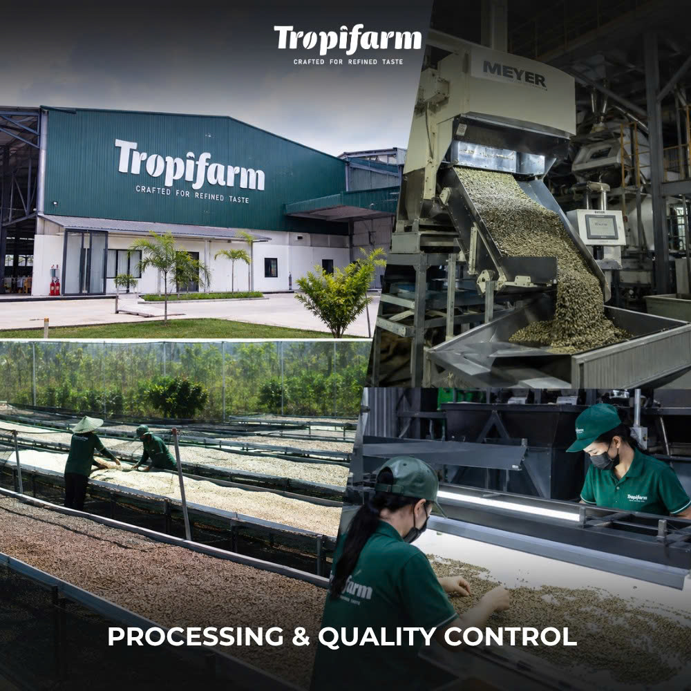 Fine Robusta coffee processing and quality control in Vietnam