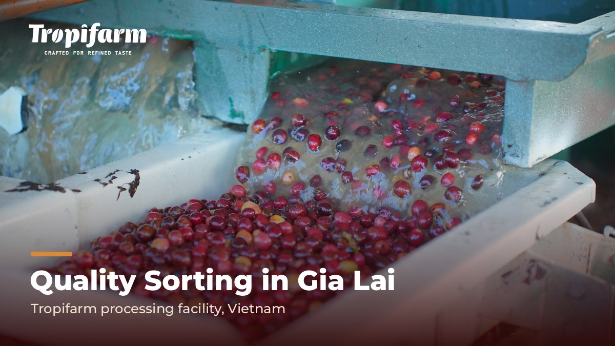Coffee cherry sorting line at Tropifarm processing facility in Gia Lai, Vietnam