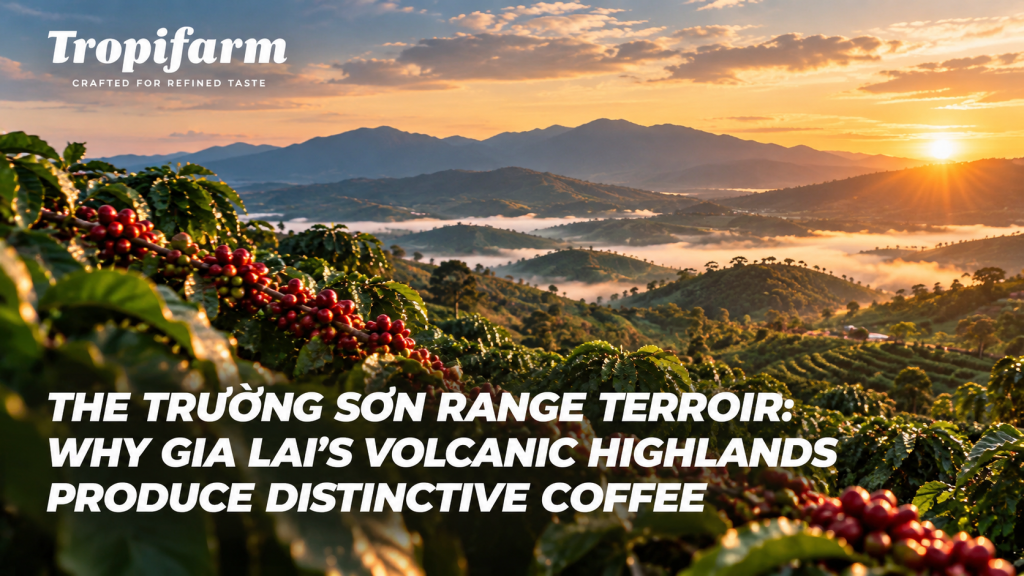 Gia Lai coffee origin |Trường Sơn Range highlands growing region in Vietnam