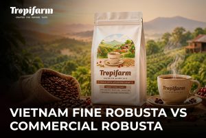 Vietnam Fine Robusta vs Commercial Robusta