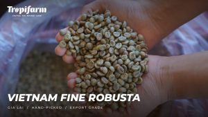 Vietnam Robusta coffee beans from Gia Lai: Fine Robusta green beans with SCA cupping score 83+